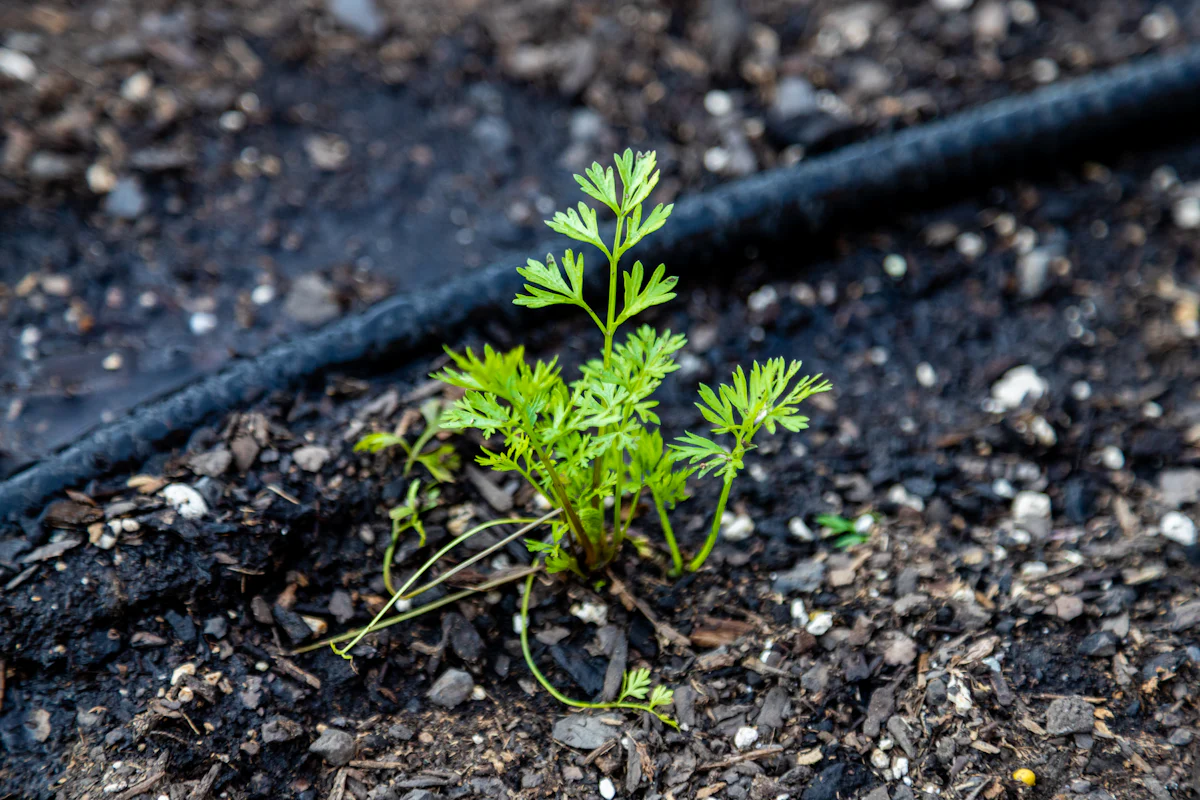 Drip line running past a young seedling