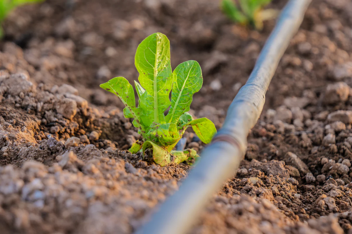 Drip pipe beside a lettuce seedling in soil
